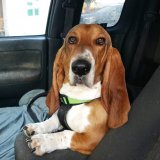 Houndog's picture