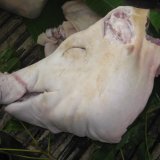 pig head's picture