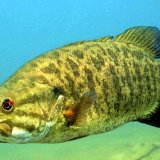 SmallmouthBass's picture
