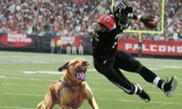 Vick To The Pack?